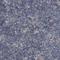 TPD52 Like 1 antibody, HPA027916, Atlas Antibodies, Immunohistochemistry frozen image 