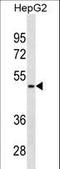 Alpha-1-Microglobulin/Bikunin Precursor antibody, LS-C161048, Lifespan Biosciences, Western Blot image 