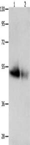 Growth Differentiation Factor 6 antibody, CSB-PA294342, Cusabio, Western Blot image 