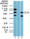 Adhesion G Protein-Coupled Receptor E5 antibody, PA1-41590, Invitrogen Antibodies, Western Blot image 