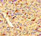 Zinc Finger Protein 384 antibody, CSB-PA03455A0Rb, Cusabio, Immunohistochemistry frozen image 