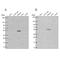 Embryonic Ectoderm Development antibody, NBP2-38907, Novus Biologicals, Western Blot image 