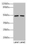 DExD-Box Helicase 39B antibody, CSB-PA00304A0Rb, Cusabio, Western Blot image 