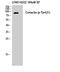 Cortactin antibody, STJ90232, St John