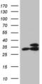 60S ribosomal protein L7a antibody, MA5-27533, Invitrogen Antibodies, Western Blot image 