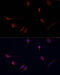 CD8 antibody, 14-172, ProSci, Immunofluorescence image 