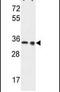 L-lactate dehydrogenase A chain antibody, PA5-26531, Invitrogen Antibodies, Western Blot image 