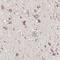 Serine/threonine-protein kinase PINK1, mitochondrial antibody, HPA001931, Atlas Antibodies, Immunohistochemistry frozen image 