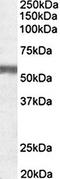 Natriuretic Peptide Receptor 3 antibody, orb125235, Biorbyt, Western Blot image 