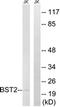 Bone Marrow Stromal Cell Antigen 2 antibody, LS-C119784, Lifespan Biosciences, Western Blot image 