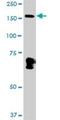 MYB Binding Protein 1a antibody, H00010514-D01P, Novus Biologicals, Western Blot image 