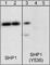 Protein Tyrosine Phosphatase Non-Receptor Type 6 antibody, ab41437, Abcam, Western Blot image 