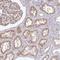 C1q And TNF Related 7 antibody, NBP2-37932, Novus Biologicals, Immunohistochemistry frozen image 