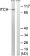 E3 ubiquitin-protein ligase Itchy homolog antibody, LS-C118343, Lifespan Biosciences, Western Blot image 