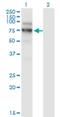 Nuclear VCP Like antibody, H00004931-M02, Novus Biologicals, Western Blot image 