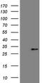 Hepatocellular carcinoma-associated protein TD26 homolog antibody, MA5-27043, Invitrogen Antibodies, Western Blot image 