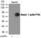 Ataxin 1 antibody, GTX55421, GeneTex, Western Blot image 