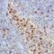 IAP2 antibody, AF8181, R&D Systems, Immunohistochemistry paraffin image 