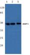 A-Kinase Anchoring Protein 5 antibody, PA5-36155, Invitrogen Antibodies, Western Blot image 