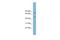 BOP1 Ribosomal Biogenesis Factor antibody, A04026, Boster Biological Technology, Western Blot image 