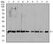 COP9 Signalosome Subunit 2 antibody, orb318725, Biorbyt, Western Blot image 