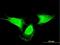 Myeloid Derived Growth Factor antibody, H00056005-M03, Novus Biologicals, Immunofluorescence image 