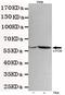 Fos Proto-Oncogene, AP-1 Transcription Factor Subunit antibody, GTX49154, GeneTex, Western Blot image 