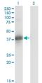 Cell Growth Regulator With Ring Finger Domain 1 antibody, H00010668-M04, Novus Biologicals, Western Blot image 