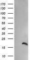 Peptidylprolyl Isomerase Like 3 antibody, TA505349BM, Origene, Western Blot image 