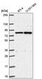 SMC5-SMC6 Complex Localization Factor 2 antibody, PA5-66091, Invitrogen Antibodies, Western Blot image 