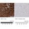 Ro antibody, NBP1-89071, Novus Biologicals, Immunohistochemistry paraffin image 