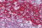 Fc Fragment Of IgE Receptor II antibody, MBS241125, MyBioSource, Immunohistochemistry frozen image 