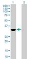 Putative transcription factor Ovo-like 1 antibody, H00005017-B01P, Novus Biologicals, Western Blot image 