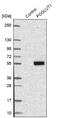 Protein O-Glucosyltransferase 1 antibody, NBP1-90311, Novus Biologicals, Western Blot image 