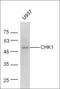 Checkpoint Kinase 1 antibody, orb10381, Biorbyt, Western Blot image 