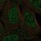 Cold Shock Domain Containing C2 antibody, NBP2-57615, Novus Biologicals, Immunofluorescence image 