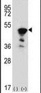 Flap Structure-Specific Endonuclease 1 antibody, PA5-12480, Invitrogen Antibodies, Western Blot image 