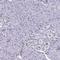 Solute Carrier Family 35 Member B1 antibody, HPA057418, Atlas Antibodies, Immunohistochemistry frozen image 