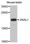 Dynein Axonemal Light Chain 1 antibody, orb374024, Biorbyt, Western Blot image 