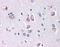 Delta Like Canonical Notch Ligand 1 antibody, orb86484, Biorbyt, Immunohistochemistry paraffin image 