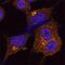 Clathrin Heavy Chain antibody, AF6784, R&D Systems, Immunofluorescence image 