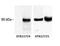 Calcium/Calmodulin Dependent Protein Kinase II Alpha antibody, GTX22724, GeneTex, Western Blot image 