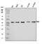 mRNA export factor antibody, A04228-2, Boster Biological Technology, Western Blot image 