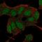 BCL6 Corepressor antibody, NBP2-68956, Novus Biologicals, Immunocytochemistry image 