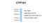 Cytochrome P450 Family 1 Subfamily A Member 1 antibody, NBP1-62405, Novus Biologicals, Western Blot image 