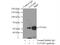 UDP Glucuronosyltransferase Family 2 Member B7 antibody, 16661-1-AP, Proteintech Group, Immunoprecipitation image 