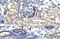 Snail Family Transcriptional Repressor 1 antibody, NBP1-80022, Novus Biologicals, Immunohistochemistry frozen image 