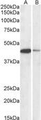 CAMP Responsive Element Binding Protein 3 antibody, 43-372, ProSci, Enzyme Linked Immunosorbent Assay image 