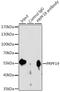 Pre-MRNA Processing Factor 19 antibody, LS-C747685, Lifespan Biosciences, Immunoprecipitation image 