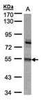 Zinc Finger Protein 165 antibody, orb73796, Biorbyt, Western Blot image 